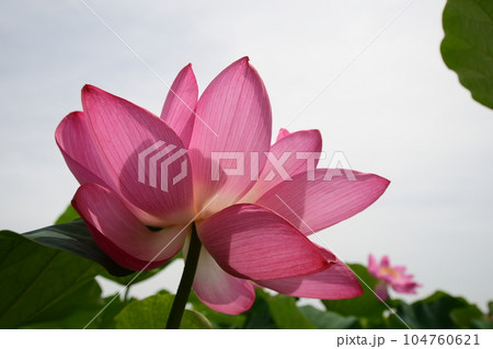 見事に咲き誇る蓮の花(愛西市 森川花ハス田) 104760621