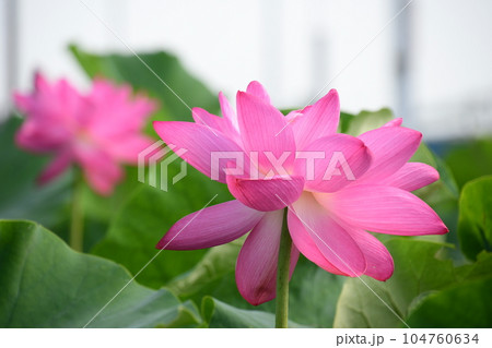 見事に咲き誇る蓮の花(愛西市 森川花ハス田) 104760634