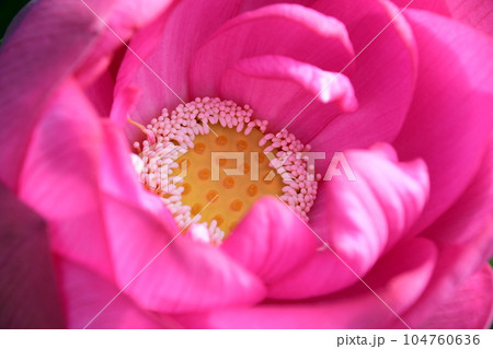 見事に咲き誇る蓮の花(愛西市 森川花ハス田) 見事に咲き誇る蓮の花(愛西市 森川花ハス田) 104760636