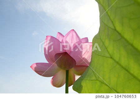 見事に咲き誇る蓮の花(愛西市 森川花ハス田) 見事に咲き誇る蓮の花(愛西市 森川花ハス田) 104760653