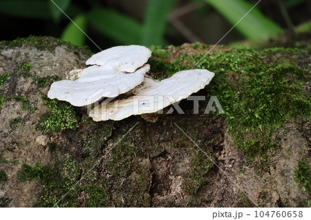 樹の幹に緑の苔と白いオオチリメンタケというきのこが生えている風景 樹の幹に緑の苔と白いオオチリメンタケというきのこが生えている風景 104760658