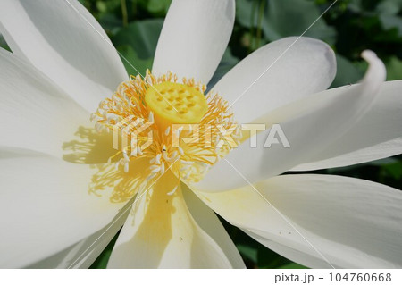 見事に咲き誇る蓮の花(愛西市 森川花ハス田) 見事に咲き誇る蓮の花(愛西市 森川花ハス田) 104760668