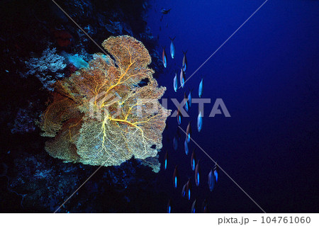 ドロップオフの魚 オオイソバナ クマザサハナムロ 海中写真 ドロップオフの魚 オオイソバナ クマザサハナムロ 海中写真 104761060
