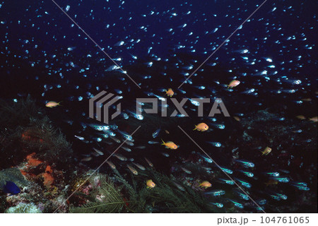 魚の群れ　海中写真　グラフィック素材 104761065