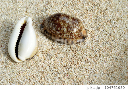 貝殻の造形 タカラガイ グラフィック素材 貝殻の造形 タカラガイ グラフィック素材 104761080