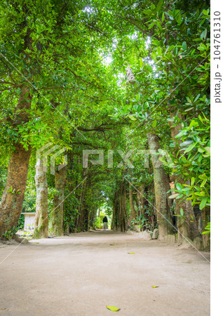 沖縄 備瀬 フクギ並木 沖縄 備瀬 フクギ並木 104761310