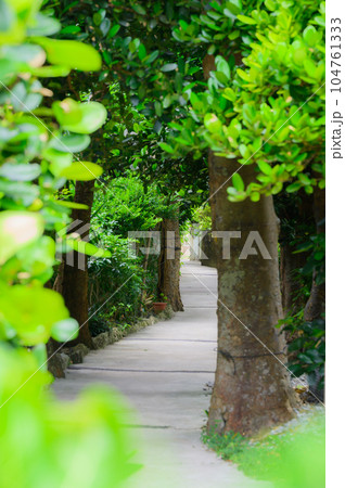 沖縄　備瀬　フクギ並木 104761333