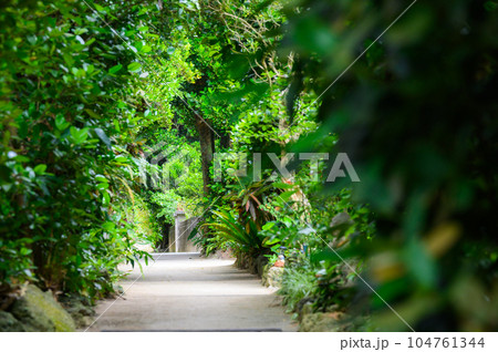 沖縄 備瀬 フクギ並木 沖縄 備瀬 フクギ並木 104761344