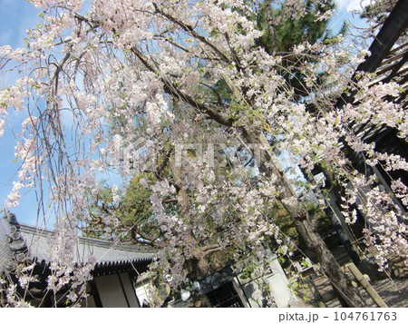 葛井寺 葛井寺 104761763