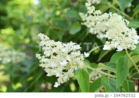 白いノリウツギの花 白いノリウツギの花 104762532