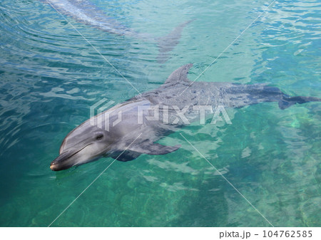イルカ 104762585