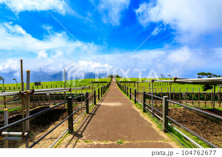 八丈島ふれあい牧場の風景 八丈島ふれあい牧場の風景 104762677