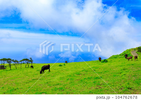 八丈島ふれあい牧場の牛 八丈島ふれあい牧場の牛 104762678