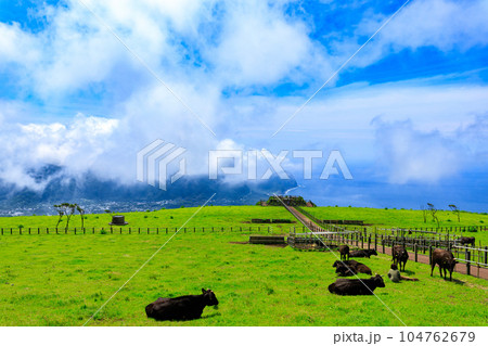 八丈島ふれあい牧場と牛たち 八丈島ふれあい牧場と牛たち 104762679