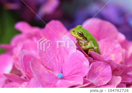 ピンクの紫陽花とカエル ピンクの紫陽花とカエル 104762726