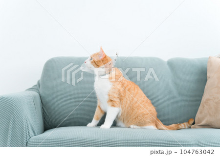 家でエリザベスカラーをつけた猫 家でエリザベスカラーをつけた猫 104763042