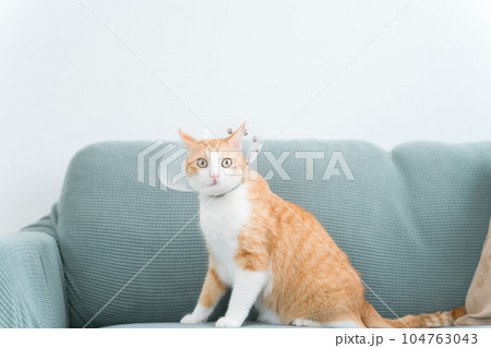 家でエリザベスカラーをつけた猫 家でエリザベスカラーをつけた猫 104763043