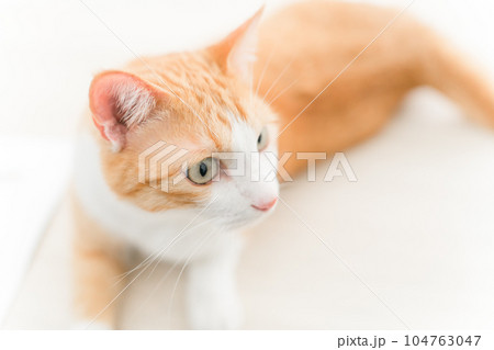 部屋で遊ぶ猫(猫カフェ) 部屋で遊ぶ猫(猫カフェ) 104763047