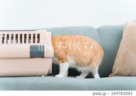 キャリーバッグに入って遊ぶ猫 キャリーバッグに入って遊ぶ猫 104763091