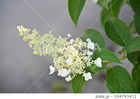 白いノリウツギの花 白いノリウツギの花 104763411