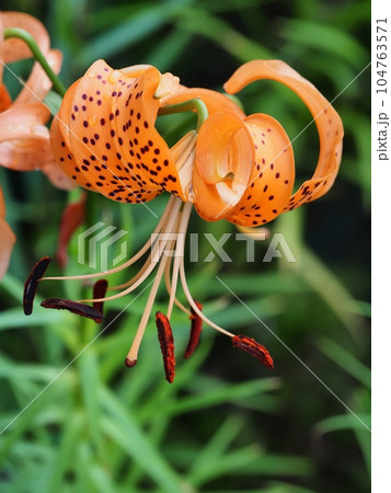 雨に濡れたオニユリの花 104763571