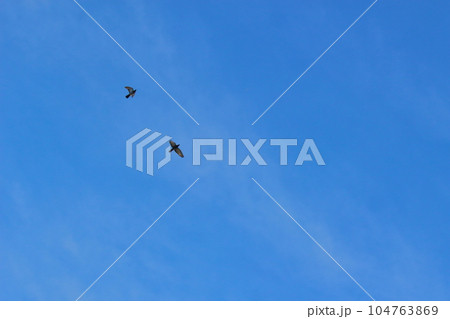 青空を飛ぶ2羽の鳥 104763869