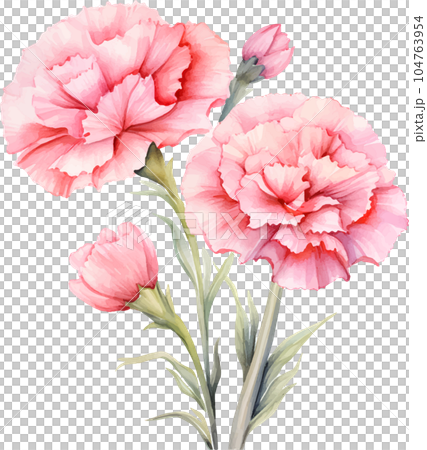 watercolor, illustration, flower, carnation, floral, blossom, bouquet, design, decoration, background, drawing, botanical, vintage, pink, spring, set, white, summer, isolated, retro, nature, red, rose 104763954