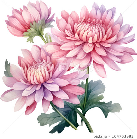 botanical, nature, flower, floral, watercolor, white, chrysanthemum, background, vintage, flora, bloom, illustration, blossom, leaf, set, decoration, isolated, plant, design, art, card, summer, botanical, nature, flower, floral, watercolor, white, chrysanthemum, background, vintage, flora, bloom, illustration, blossom, leaf, set, decoration, isolated, plant, design, art, card, summer, 104763993