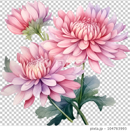 botanical, nature, flower, floral, watercolor, white, chrysanthemum, background, vintage, flora, bloom, illustration, blossom, leaf, set, decoration, isolated, plant, design, art, card, summer, botanical, nature, flower, floral, watercolor, white, chrysanthemum, background, vintage, flora, bloom, illustration, blossom, leaf, set, decoration, isolated, plant, design, art, card, summer, 104763993