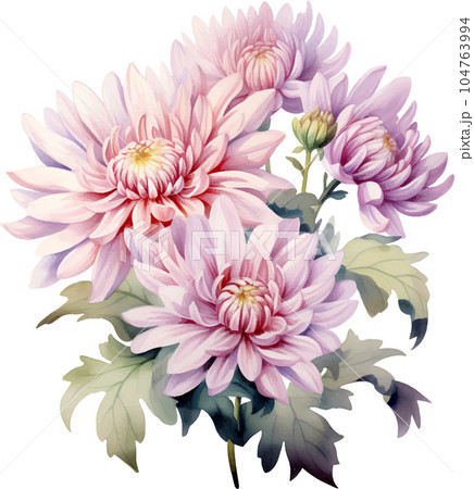 botanical, nature, flower, floral, watercolor, white, chrysanthemum, background, vintage, flora, bloom, illustration, blossom, leaf, set, decoration, isolated, plant, design, art, card, summer, botanical, nature, flower, floral, watercolor, white, chrysanthemum, background, vintage, flora, bloom, illustration, blossom, leaf, set, decoration, isolated, plant, design, art, card, summer, 104763994