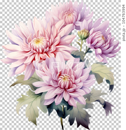botanical, nature, flower, floral, watercolor, white, chrysanthemum, background, vintage, flora, bloom, illustration, blossom, leaf, set, decoration, isolated, plant, design, art, card, summer, botanical, nature, flower, floral, watercolor, white, chrysanthemum, background, vintage, flora, bloom, illustration, blossom, leaf, set, decoration, isolated, plant, design, art, card, summer, 104763994
