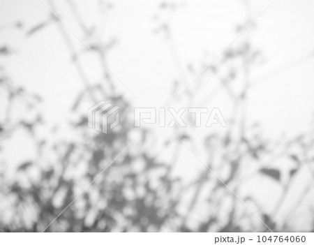 Shadow Spring on Wall Background,Abstract Overlay Shady Soft Exterior Leaves Tree,Nature Overlay from Window Building,Texture vintage Sun Light Plant Leaf Summer on Floor Grey Paint Room Cement. 104764060