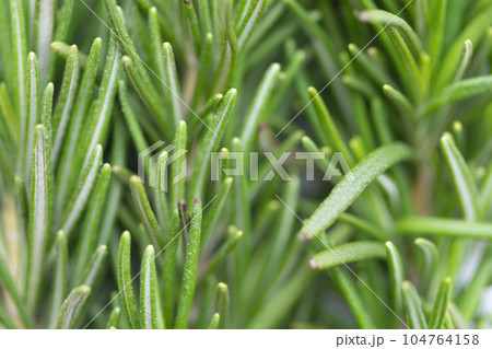 ローズマリー 104764158