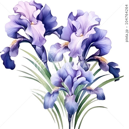 flower, watercolor, plant, spring, floral, summer, nature, leaf, illustration, background, iris, isolated, drawing, vintage, art, garden, card, blossom, design, decoration, botanical, bouquet, white 104764264