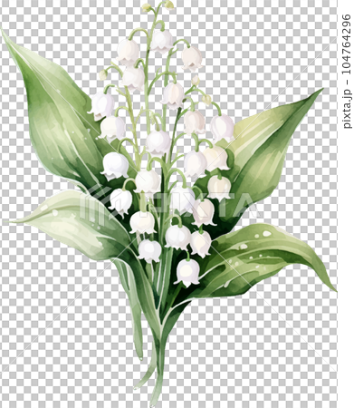 flower, nature, floral, spring, garden, leaf, plant, green, watercolor, summer, design, illustration, decoration, blossom, drawing, lily, white, botanical, background, art, isolated, flora, valley 104764296