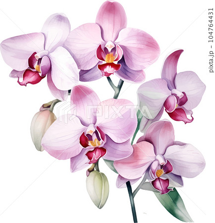 flower, floral, orchid, background, watercolor, illustration, botanical, art, white, nature, vintage, branch, plant, blossom, design, spring, isolated, pink, summer, leaf, garden, petal, flora flower, floral, orchid, background, watercolor, illustration, botanical, art, white, nature, vintage, branch, plant, blossom, design, spring, isolated, pink, summer, leaf, garden, petal, flora 104764431