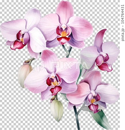 flower, floral, orchid, background, watercolor, illustration, botanical, art, white, nature, vintage, branch, plant, blossom, design, spring, isolated, pink, summer, leaf, garden, petal, flora flower, floral, orchid, background, watercolor, illustration, botanical, art, white, nature, vintage, branch, plant, blossom, design, spring, isolated, pink, summer, leaf, garden, petal, flora 104764431