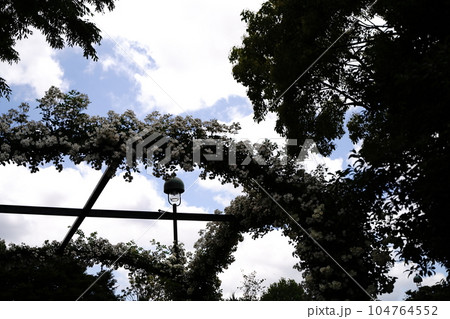 港の見える丘公園　白い花のアーチと青空 104764552