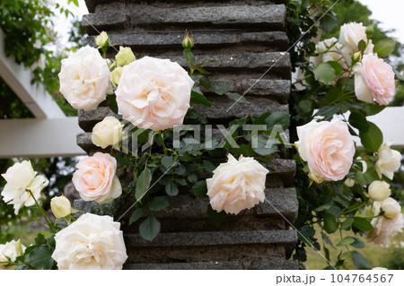 ブランピエールドゥロンサールという名の白いバラの花 ブランピエールドゥロンサールという名の白いバラの花 104764567
