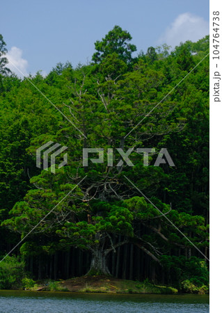 映え映えの杉 104764738