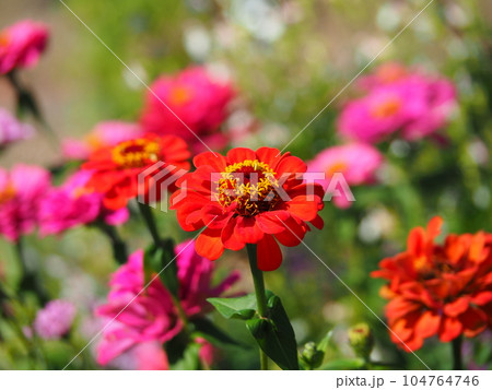 色とりどりに咲き乱れる百日草（ジニア） 104764746