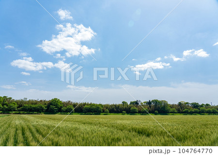 穂が伸び始めたころの麦畑 穂が伸び始めたころの麦畑 104764770