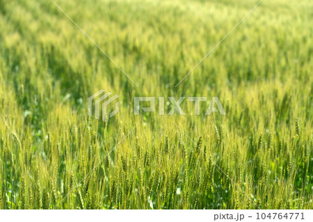 穂が伸び始めたころの麦畑 104764771