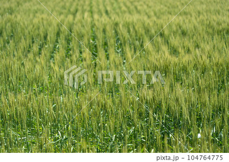穂が伸び始めたころの麦畑 104764775