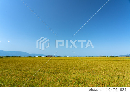 収穫時期を迎えた麦畑 104764821