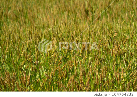 収穫時期を迎えた麦畑 104764835