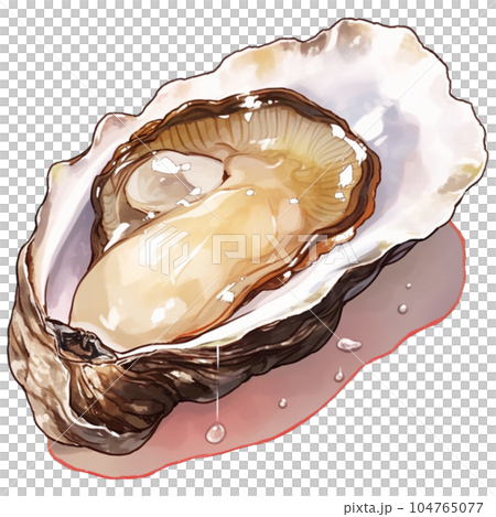 Oyster 104765077