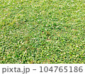 野原の青草 104765186