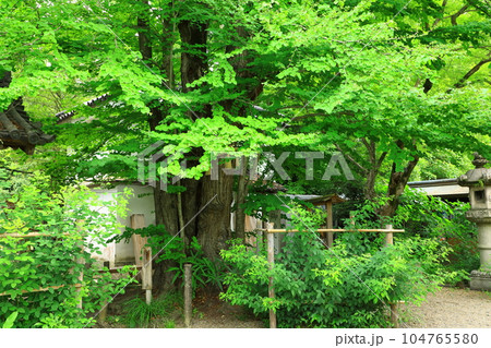 京都 梨木神社 御神木 愛の木 京都 梨木神社 御神木 愛の木 104765580