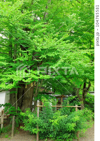 京都　梨木神社　御神木　愛の木 104765581